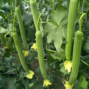Luffa Seeds - All In One For Home Gardens