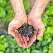 Luffa Seeds - All In One For Home Gardens