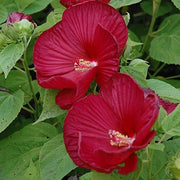 Giant Dinnerplate Hibiscus Seeds