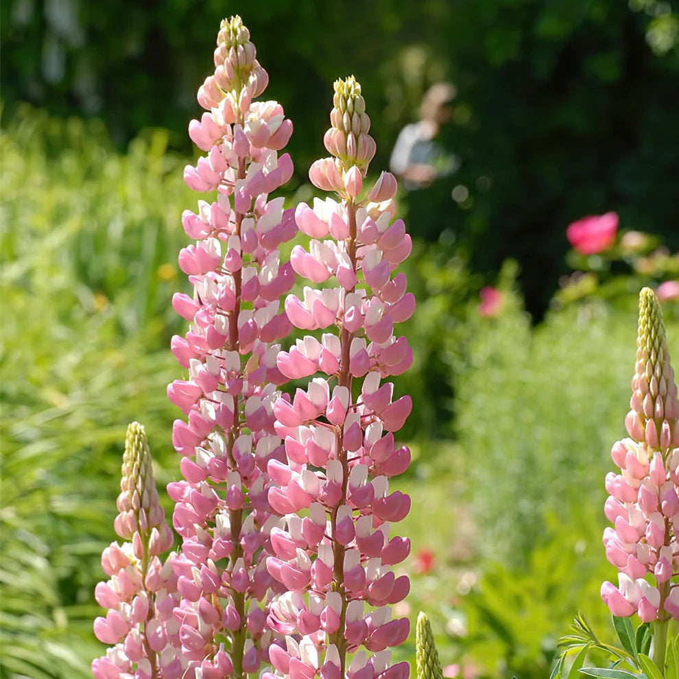 Pink & White Lupine Seeds
