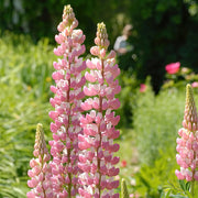 Pink & White Lupine Seeds