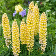 Light Yellow Lupine Seeds