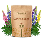 Lupine Seeds – Lupinus polyphyllus