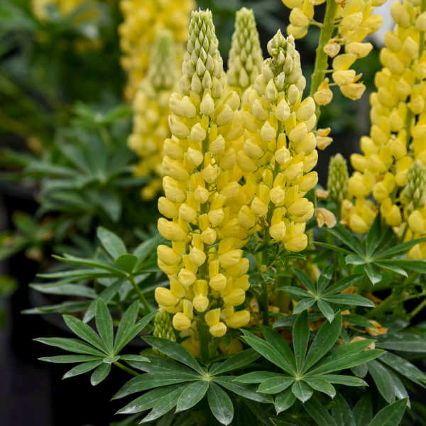 Light Yellow Lupine Seeds