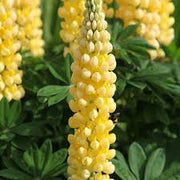 Light Yellow Lupine Seeds