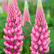 Pink Lupine Seeds