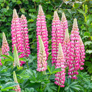 Pink Lupine Seeds