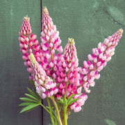 Pink Lupine Seeds