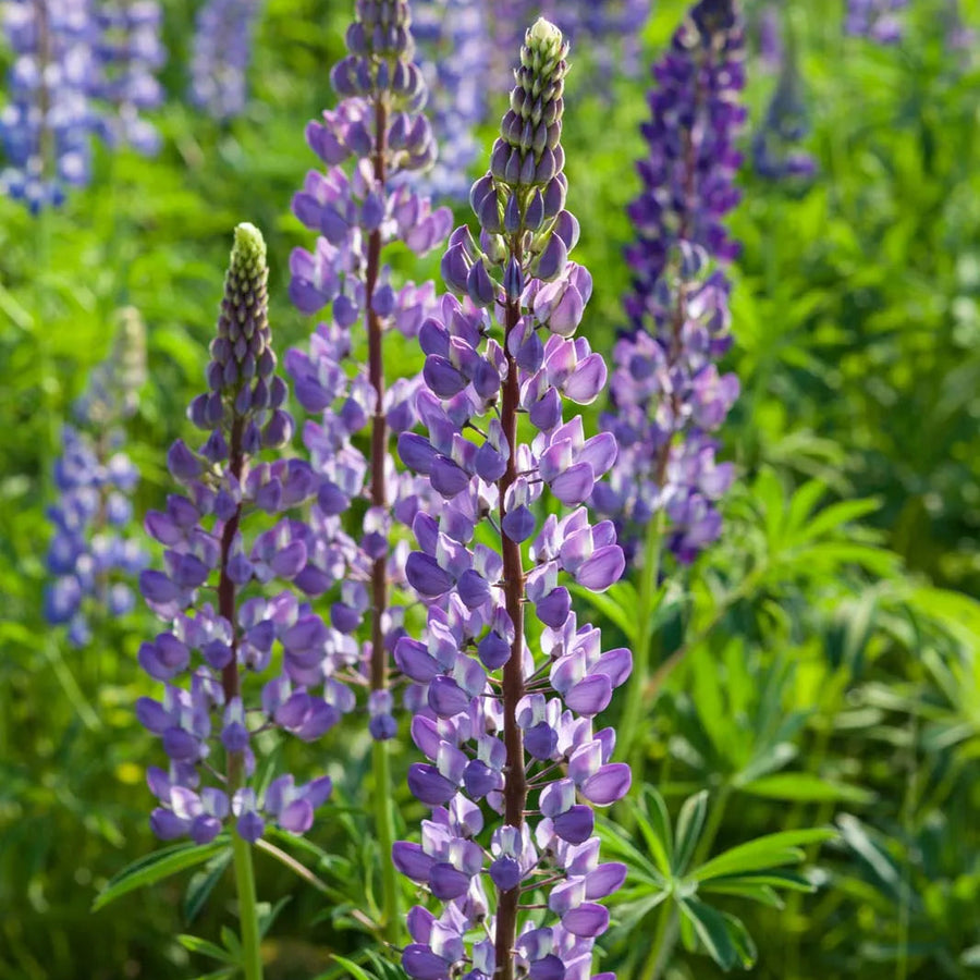 Lupine Seeds – Lupinus polyphyllus