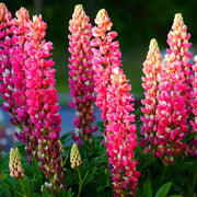 Pink Lupine Seeds