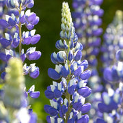 Wildflower Purple & White Lupine Seeds