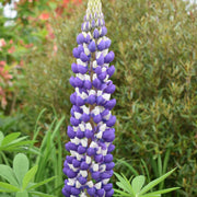 Wildflower Purple & White Lupine Seeds