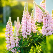 Baby Pink Lupine Seeds
