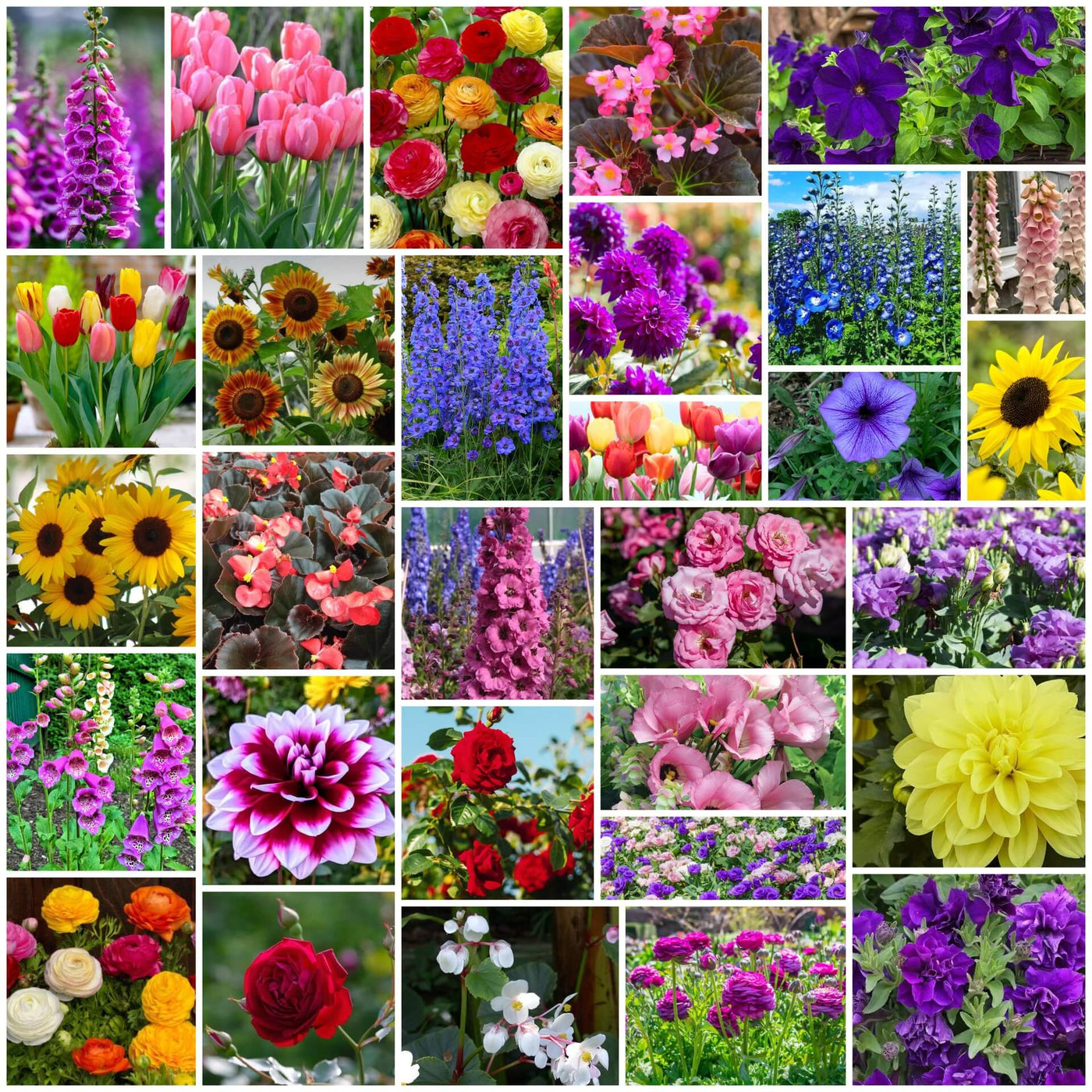 Luxury Bloom Seed Bundle