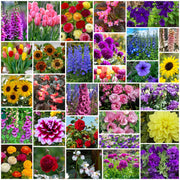 Luxury Bloom Seed Bundle