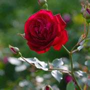 Luxury Bloom Seed Bundle