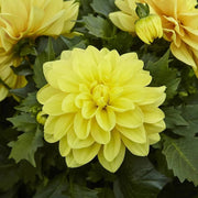 Luxury Bloom Seed Bundle