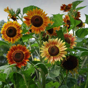 Luxury Bloom Seed Bundle