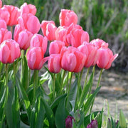 Luxury Bloom Seed Bundle