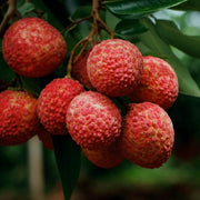 Brewster Lychee Seeds