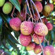 Hak Ip Lychee Seeds