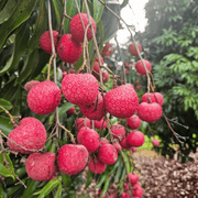 Kaimana Lychee Seeds