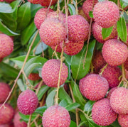 Pinkish-Red Lychee Seeds