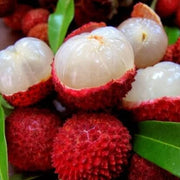 Red Lychee Seeds