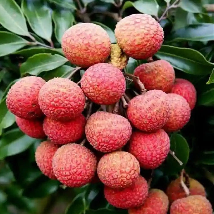 Lychee Seeds - for Home Gardens Seeds