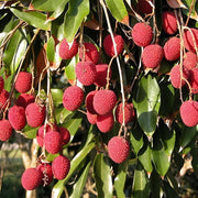 Lychee Seeds - All In One For Home Gardens