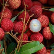 Bright Red Lychee Seeds