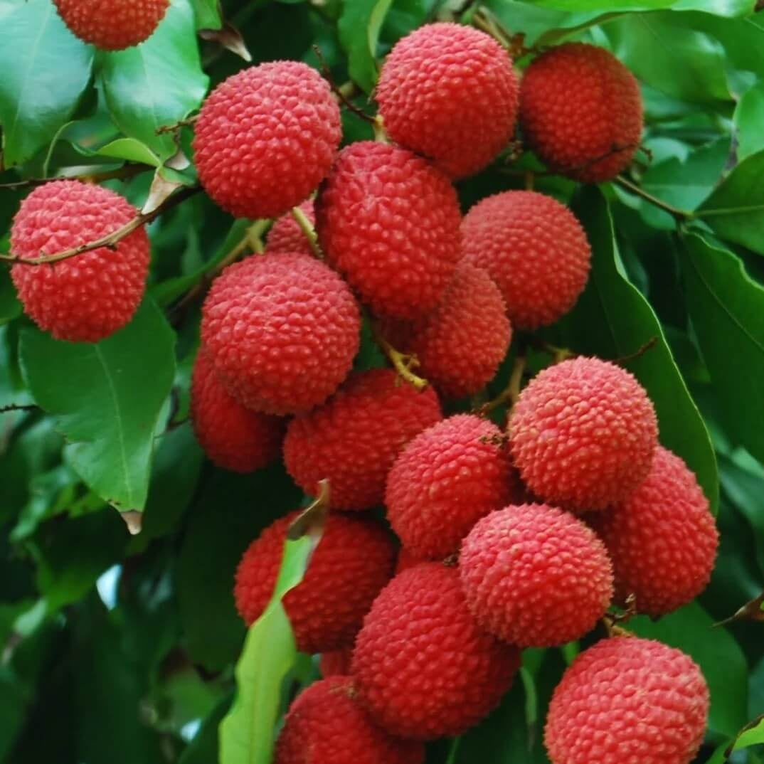 Kaimana Lychee Seeds