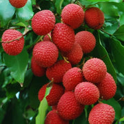 Kaimana Lychee Seeds