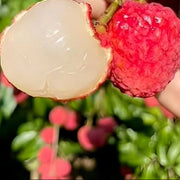 No Mai Tsze Lychee Seeds