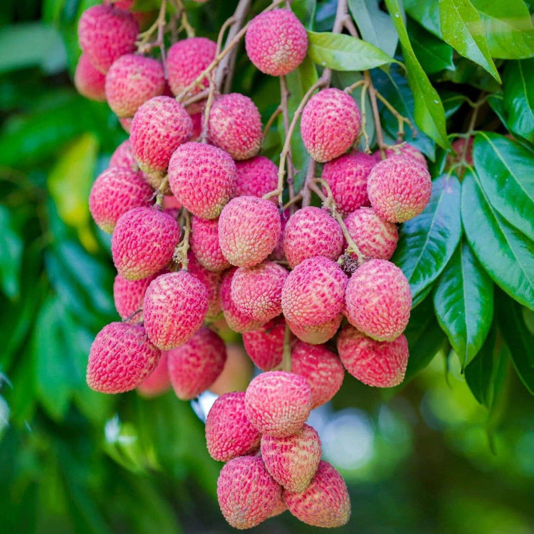 Pinkish-Red Lychee Seeds