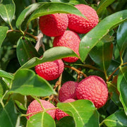 Brewster Lychee Seeds