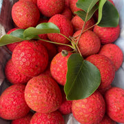 Kaimana Lychee Seeds