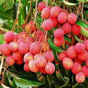 Pinkish-Red Lychee Seeds