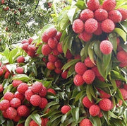 Lychee Seeds - for Home Gardens Seeds