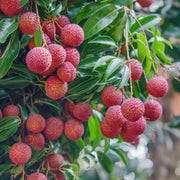 Litchi Seeds, Litchi chinensis Fruit Seeds