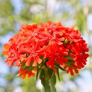 Lychnis Seeds - for Home Gardens Seeds