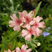 Pinkie Lychnis Chalcedonica Seeds