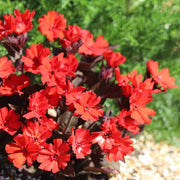 Molten Lava Lychnis Seeds