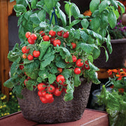 Dwarf Red Robin Tomato Seeds