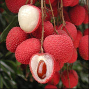 Brewster Lychee Seeds