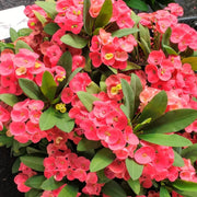 Crown of Thorns Plant Euphorbia Milii Seeds