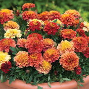 French Seeds, Tagetes patula
