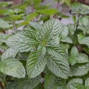 Mentha spp Mint Seeds