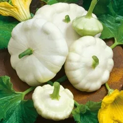 White Patisson Squash Seeds
