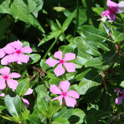 Madagascar Periwinkle Seeds, Catharanthus roseus Flower Seeds